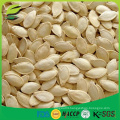 2016 new crop China shine skin pumpkin seed with shell